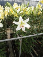 [1750 Cocossa No02.JPG]